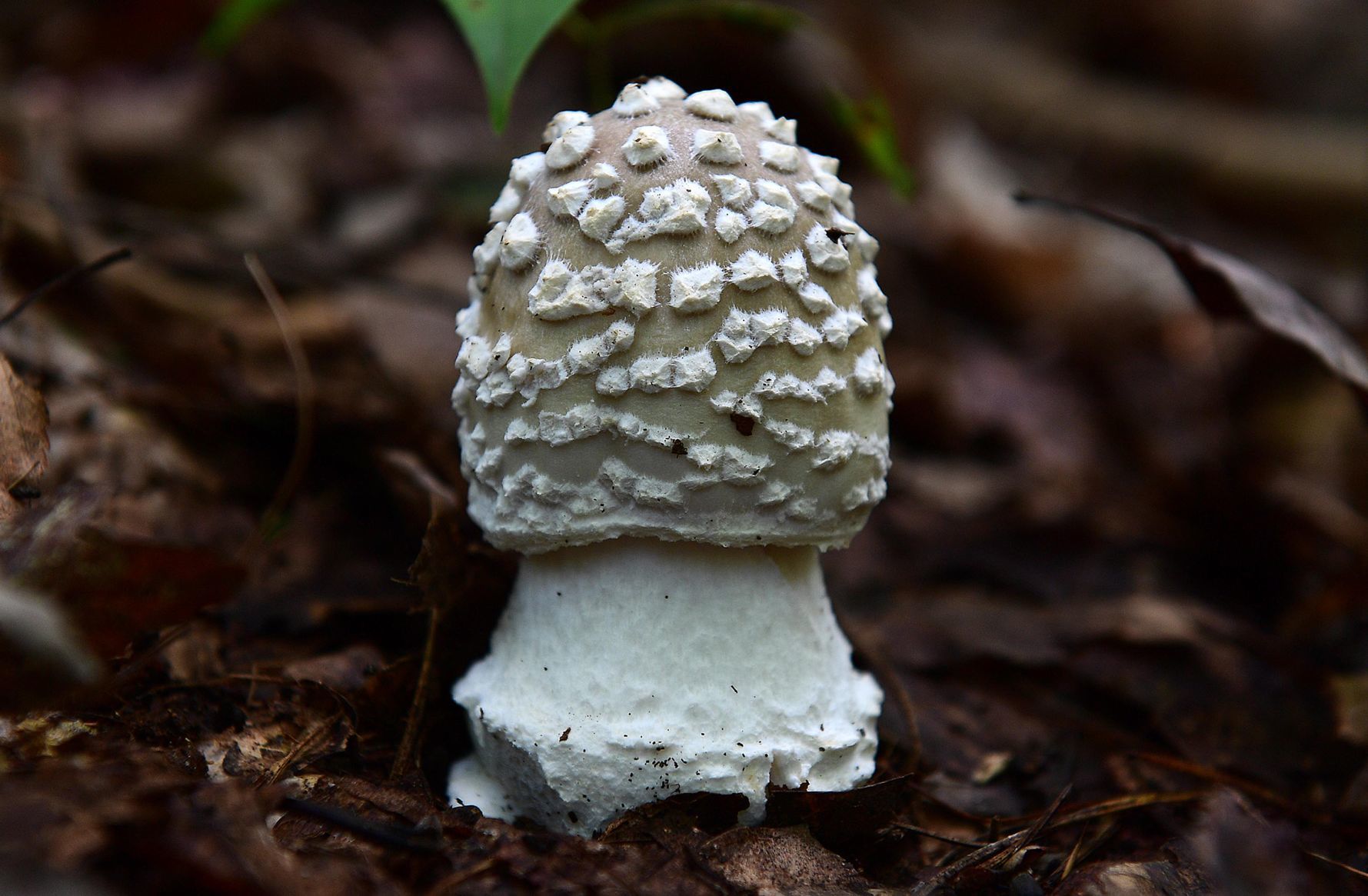 Pennsylvania Mushroom J.jpg